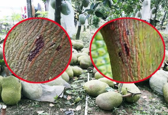 Cách trị bệnh xì mủ trên cây mít hiệu quả 