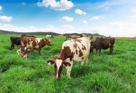 Bệnh xoắn khuẩn ở trâu bò: Nguyên nhân, triệu chứng và cách điều trị 