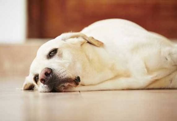 Tìm hiểu về 7 bệnh ở chó thường gặp nhất