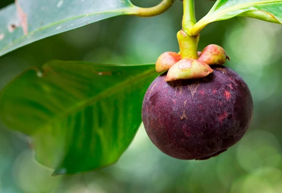 Biện pháp phòng trừ bệnh đốm lá trên măng cụt hiệu quả 
