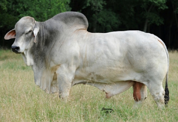 Giống bò Brahman - nguồn gốc, đặc tính sinh học và các bệnh thường gặp