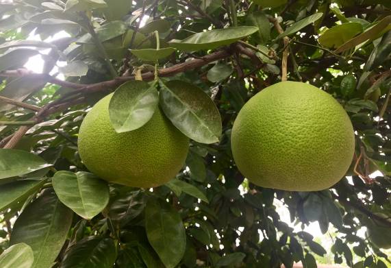 Kỹ thuật trồng bưởi da xanh thích ứng với biến đổi khí hậu