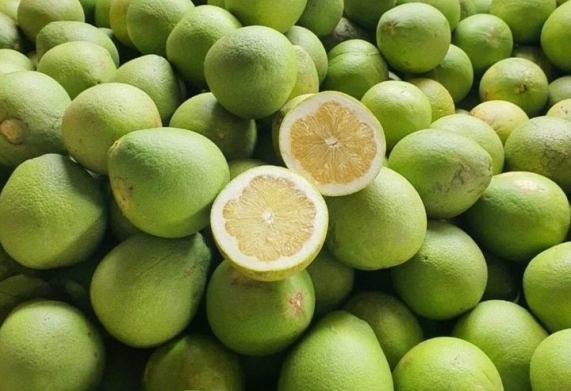 Bưởi năm roi - Nguồn gốc, đặc điểm và điều kiện khí hậu thích nghi