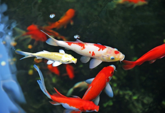 Nhu cầu dinh dưỡng của cá Koi