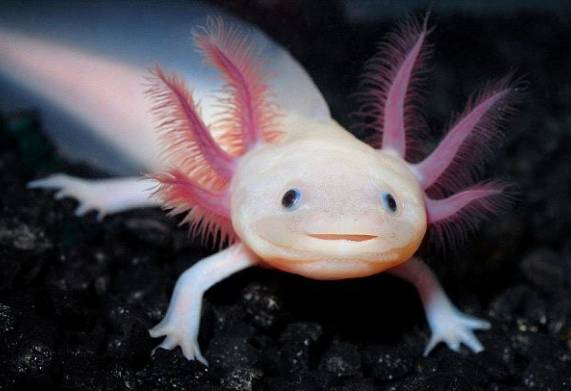 Cá Kỳ Nhông (Axolotl): Nguồn gốc, đặc điểm, môi trường sống của cá kỳ nhông