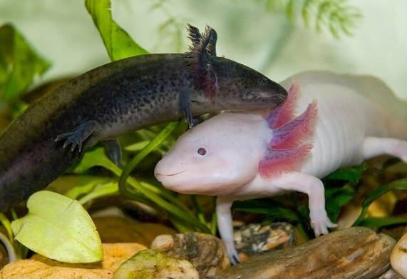Cách nuôi, chăm sóc cá kỳ nhông axolotl lớn nhanh, khỏe mạnh