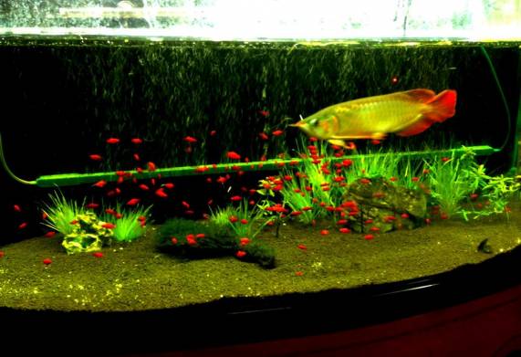 Hướng dẫn cách nuôi cá rồng chi tiết cho người mới bắt đầu