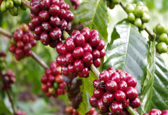 Giá cà phê hôm nay 15/2: Đồng loạt giảm 500 đồng/kg tại các tỉnh Tây Nguyên
