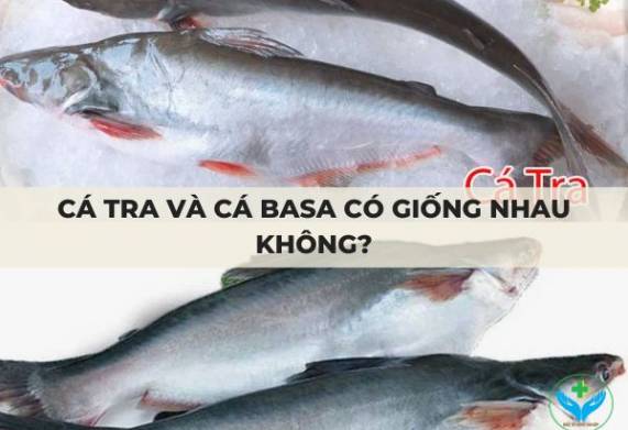 Cá tra và cá basa có giống nhau không?