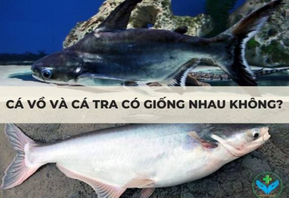 Cá vồ và cá tra có giống nhau không?