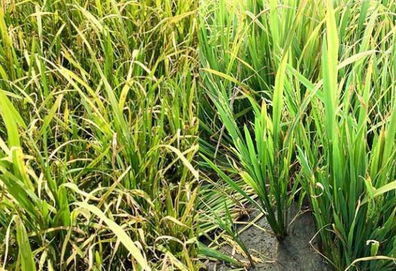 Nguyên nhân và cách điều trị các bệnh hại lúa thường gặp 
