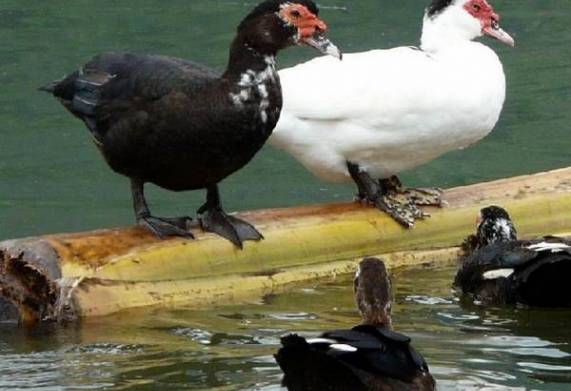 Các giống vịt nuôi lấy thịt ở Việt Nam hiện nay