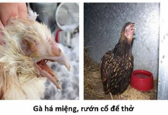 Các loại bệnh trên gà bà con cần chú ý trong chăn nuôi