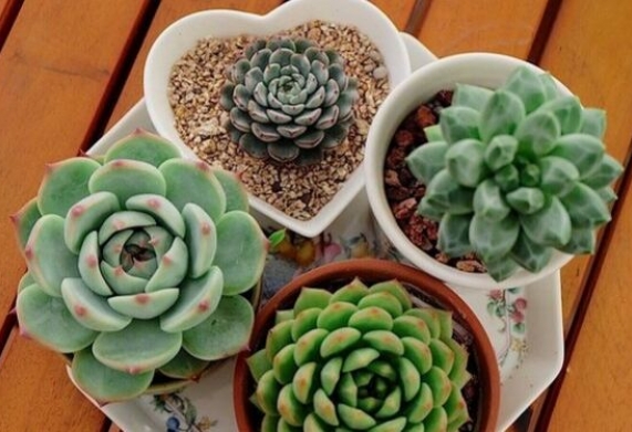 Top cây cảnh đẹp giá rẻ chỉ dưới 200k đáng trồng nhất