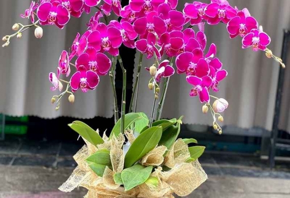 Các loại hoa lan đẹp, dễ trồng, phổ thông nhất hiện nay