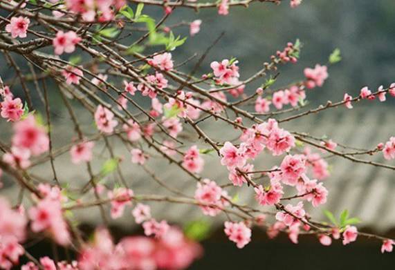 Tổng hợp các loại hoa tết thu hút may mắn, tài lộc