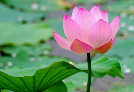 Gợi ý các loài hoa đẹp nhất thế giới, dễ trồng ở Việt Nam