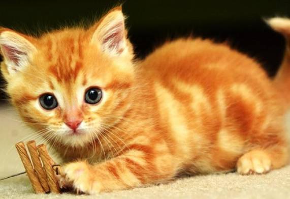 Top các loại mèo đẹp, dễ nuôi, được nuôi nhiều nhất hiện nay
