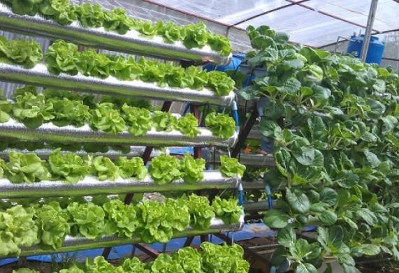 Các phương pháp trồng rau sạch tại nhà đơn giản, cho hiệu quả cao