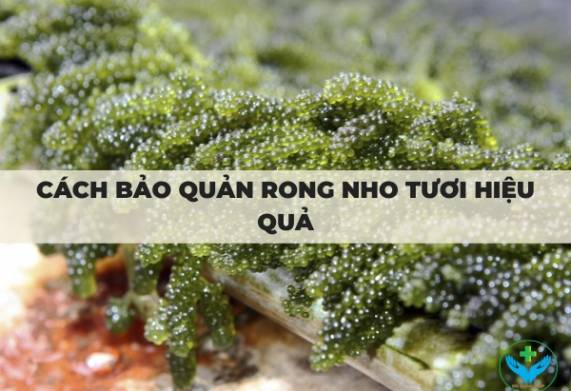 Cách bảo quản rong nho tươi hiệu quả