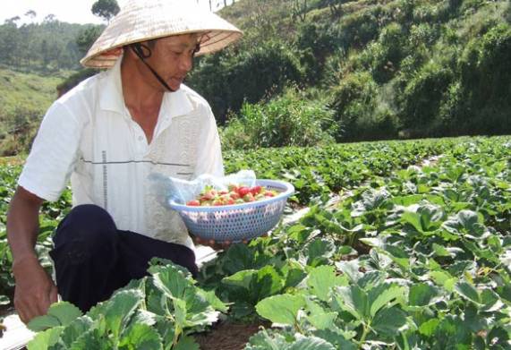 Nhu cầu dinh dưỡng cách bón phân cho dâu tây hiệu quả 