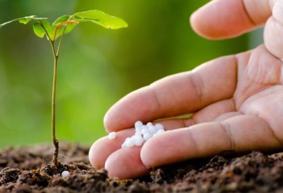 Phân bón cho cây đinh lăng trong từng giai đoạn cụ thể 
