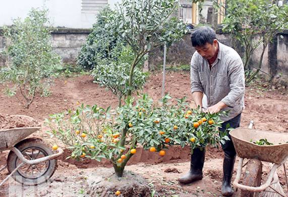 Hướng dẫn cách trồng và cách chăm cây quất sau tết tại nhà đơn giản 