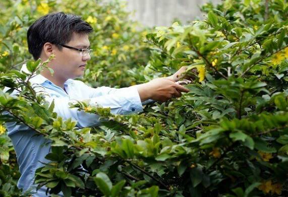 Cách chăm hoa mai nở đúng tết nguyên đán 2023