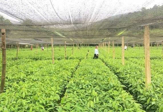 Cách chăm sóc cây quế trong vườn ươm để cây phát triển nhanh, khỏe mạnh 