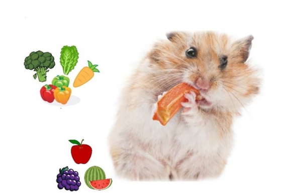 Mách bạn cách cho chuột hamster ăn giúp chuột luôn béo ú, khỏe mạnh