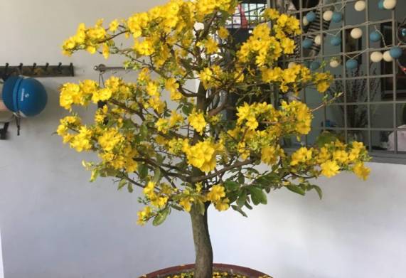 Hướng dẫn cách chọn cây mai vàng đẹp để chưng tết
