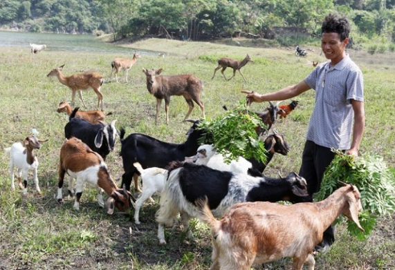 Cách chọn giống dê chuẩn