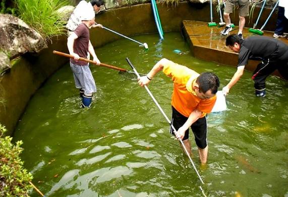 Các cách chống rét cho cá koi hiệu quả