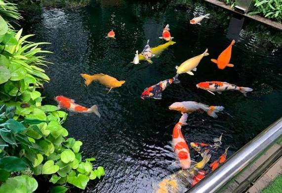 Cách chống rét cho cá koi hiệu quả trong mùa đông khắc nghiệt
