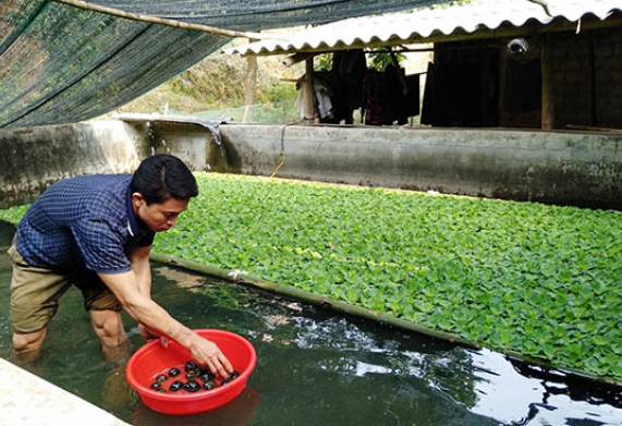 Cách chống rét cho ốc nhồi hiệu quả