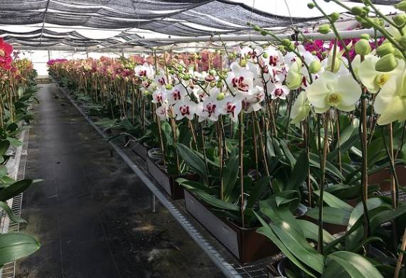 Bật mí cách chống rét cho phong lan hiệu quả 