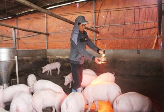 Các biện pháp chống rét cho vật nuôi hiệu quả 