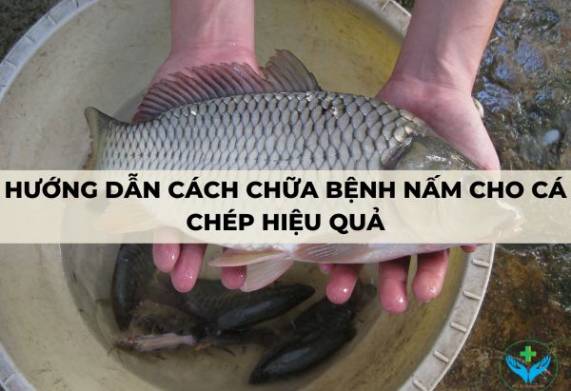 Hướng dẫn cách chữa bệnh nấm cho cá chép hiệu quả