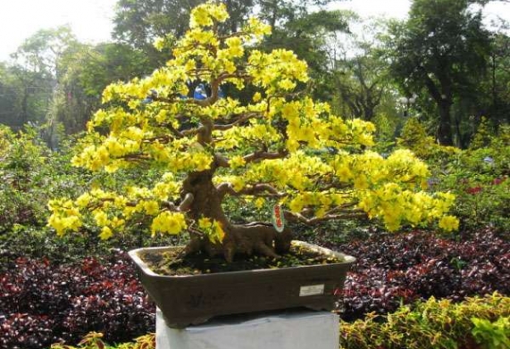 Cách định giá cây mai vàng chính xác nhất 