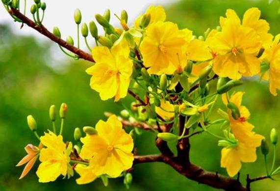 Cách định giá cây mai vàng chính xác nhất