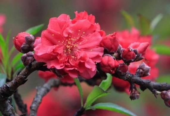 Cách kích đào thất thốn ra hoa theo ý muốn 