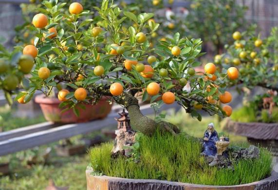Bật mí cách làm cho cây quất ra quả đúng dịp tết