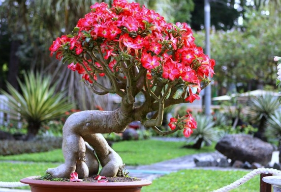Cách làm hoa sứ nở đúng tết