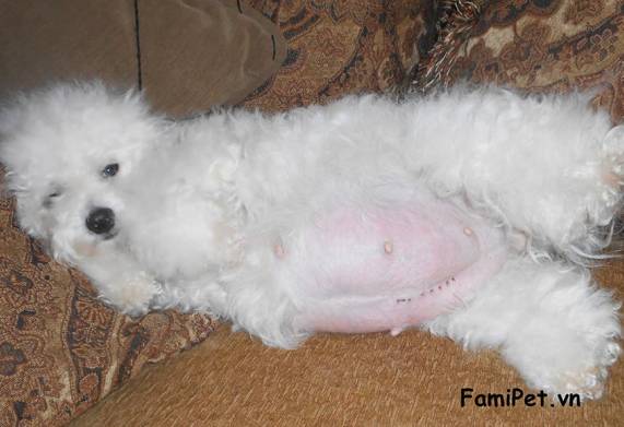 Bổ sung dinh dưỡng cho chó poodle mang thai như thế nào?