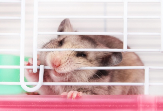Cách nhận biết chuột hamster bị stress và các biện pháp xử lý