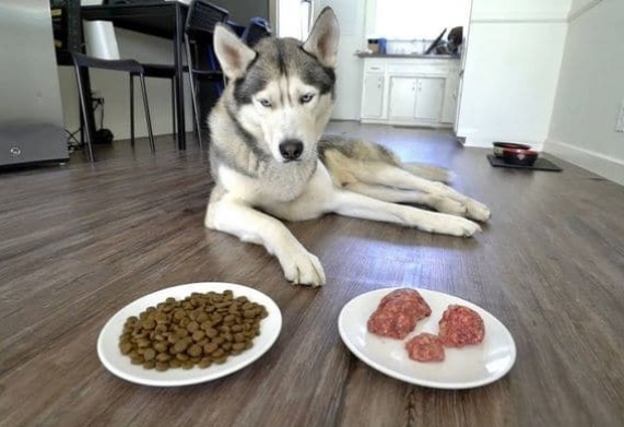 Cách nuôi chó Husky Siberian chi tiết cho người mới bắt đầu nuôi