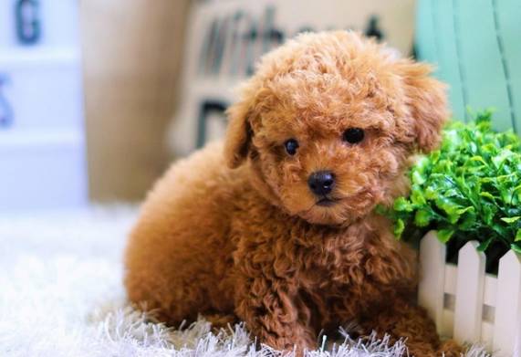 Chia sẻ cách nuôi chó poodle cảnh khỏe mạnh, thông minh