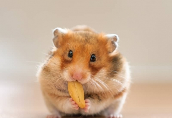 Mách bạn cách nuôi chuột hamster béo ú cho người mới