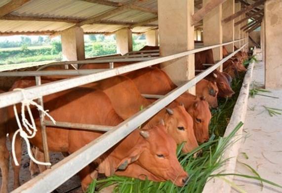Cách phòng bệnh cho bò an toàn và hiệu quả