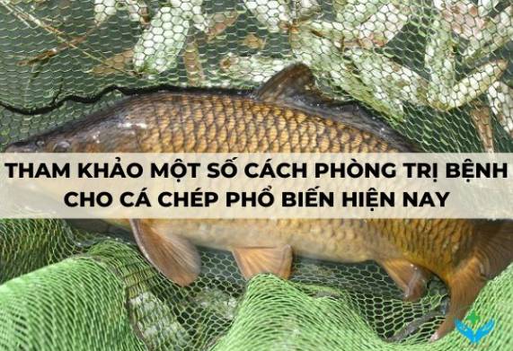 Tham khảo một số cách phòng trị bệnh cho cá chép phổ biến hiện nay